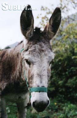 image_9