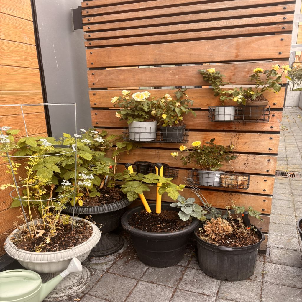 image_1
